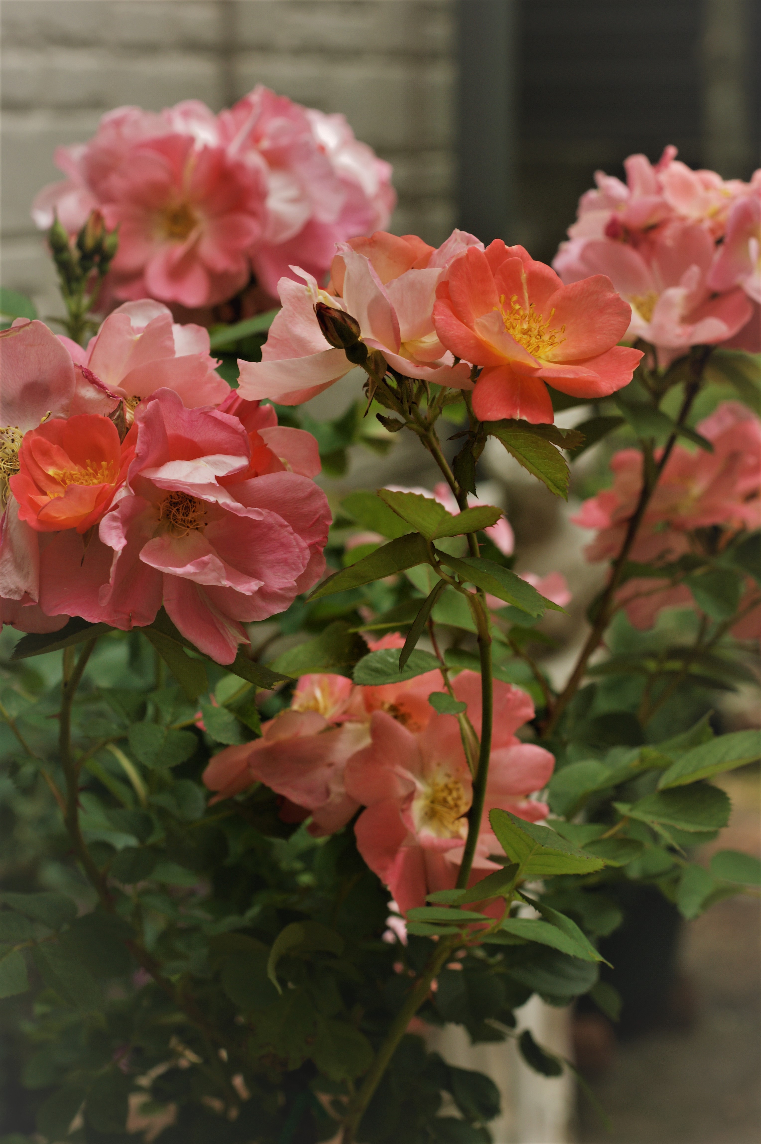 バラ ブログ 医療法人 藤田医院